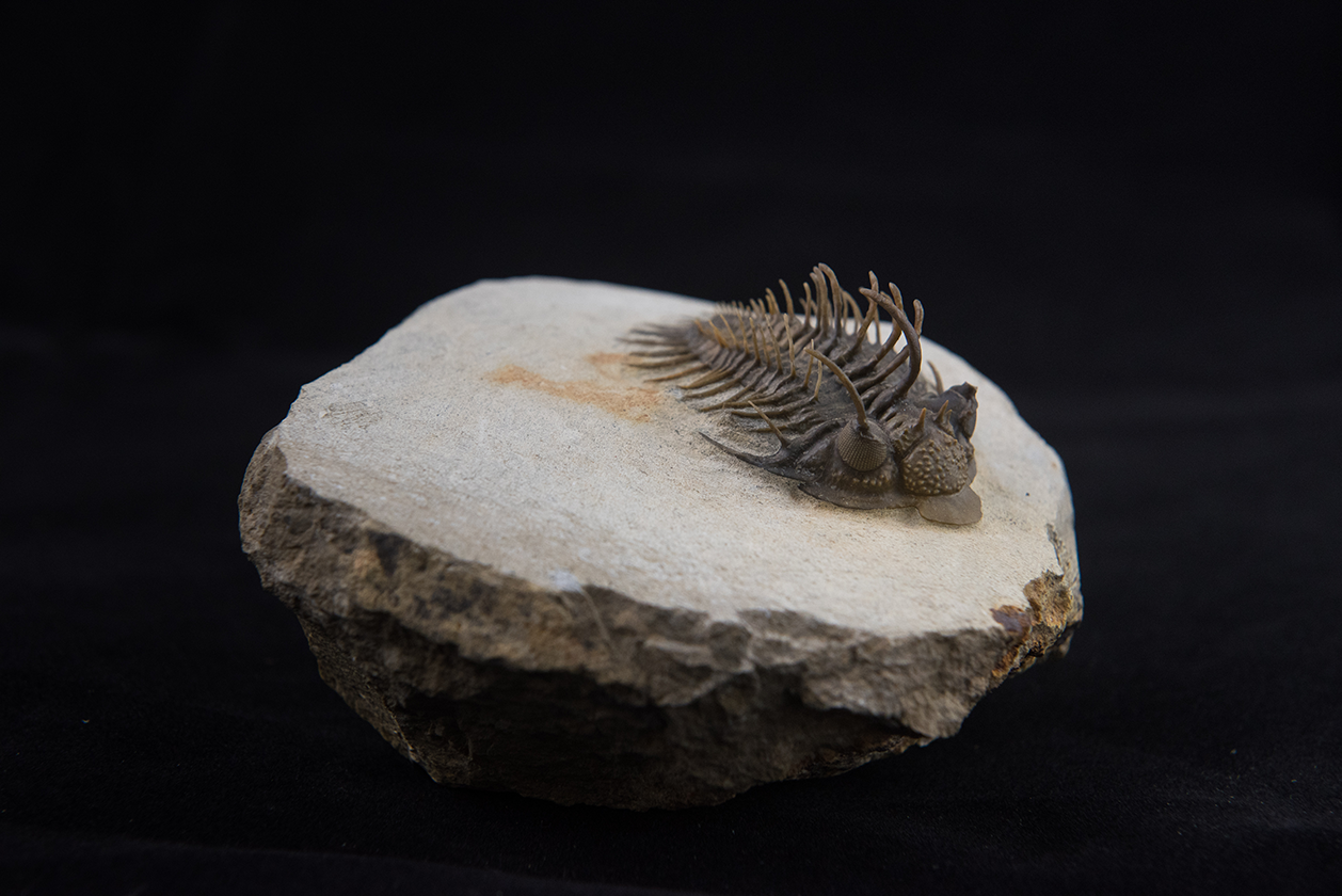 Trilobite Comura bultyncki from the Devonian of Djebel Issoumour, Morocco.