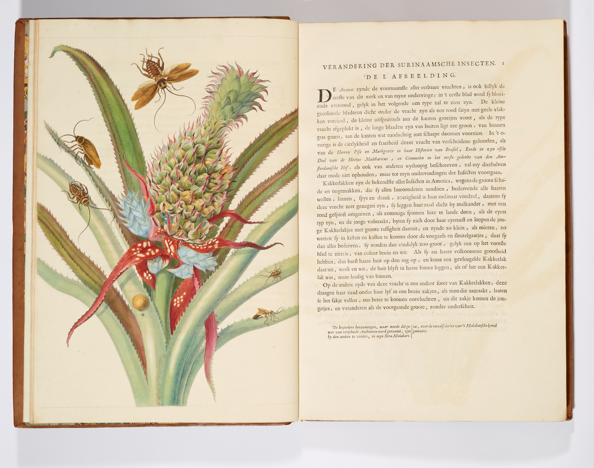 Maria Sybilla Merian’s Insects of Suriname