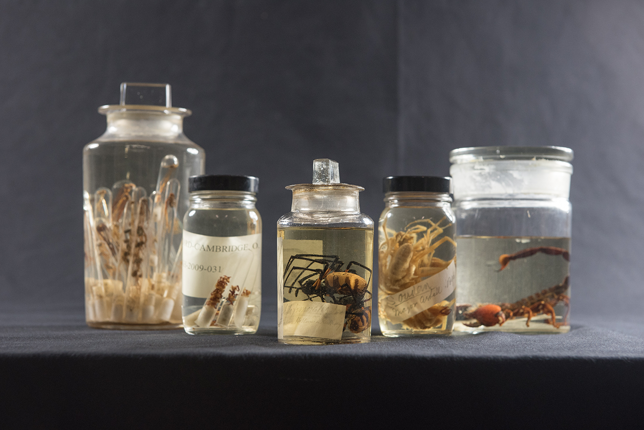 The Museum's arachnid collections