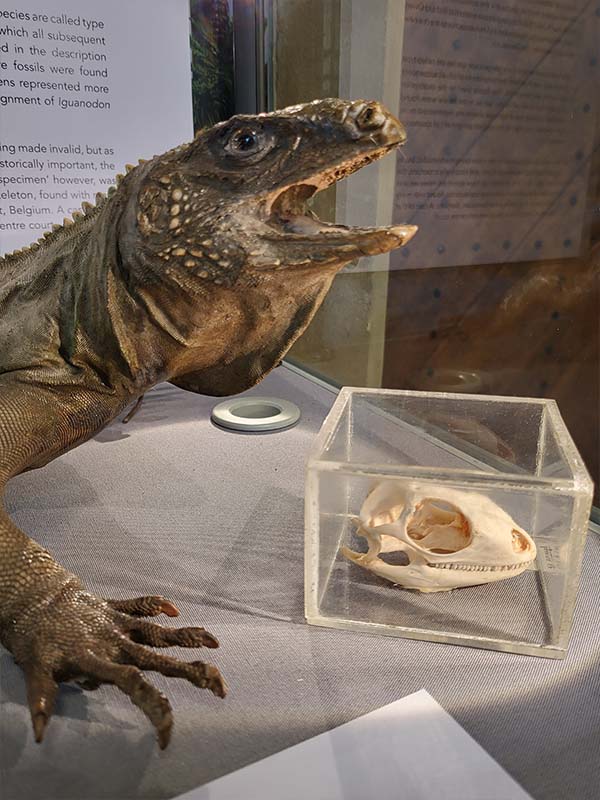 An iguana and iguana skull, shown as part of the Iguanodon display case