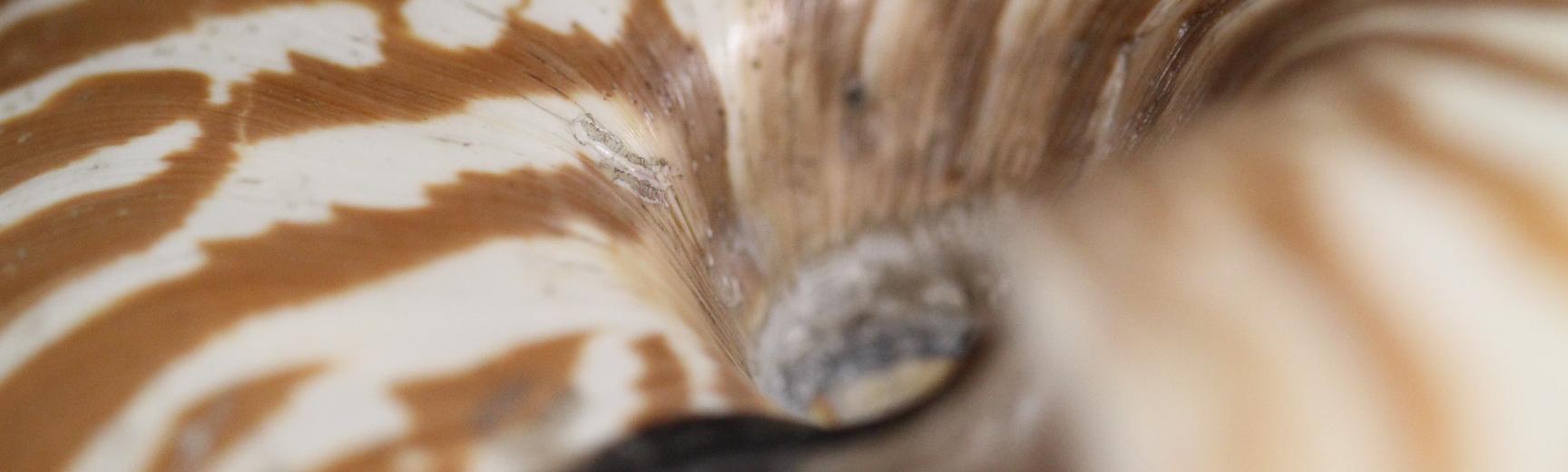 Shell
