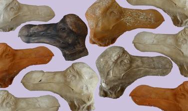 1 casts of the head of the oxford dodo raphus cucullatus in plaster and wax 19th and 20th century c oumnh