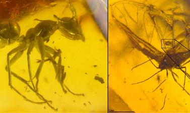 Ant and aphid