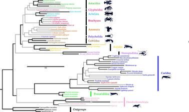 Evolutionary relationships of decapod crustaceans