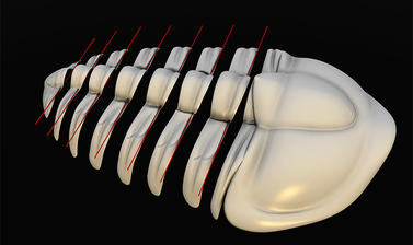 digitalmorphologyimage5png