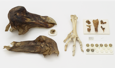 The mummified skin from the head of the Oxford Dodo represents the only surviving soft tissue available for DNA research – a cast is on display