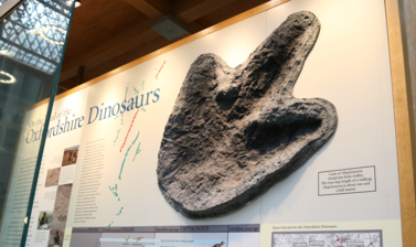 Trackway dinosaur