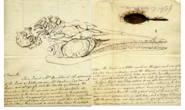 A letter from Elizabeth Philpot to William Buckland, c. 1833, containing a sketch of the same ichthyosaur skull after preparation, and a fossil ink sac painted in fossil squid ink.