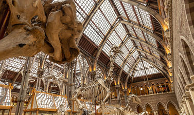 African elephant (Loxodonta africana) looking towards giraffe and horse in the skeleton parade