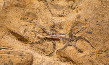 Ophiuroideae - brittle stars