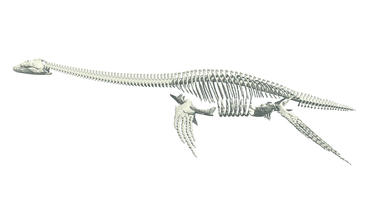 Long necked skeleton of a plesiosaur, Oxford University Museum of Natural History
