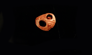 periwinkle shells from paviland cave