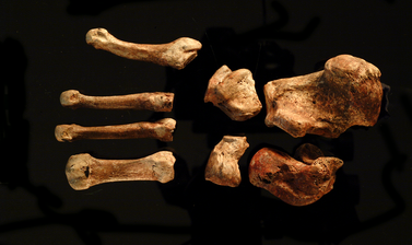 Bones of the left foot.