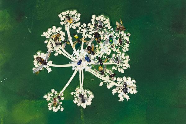 Visitors in the Hogweed, a painting by Kurt Jackson of bees in a hogweed plant.