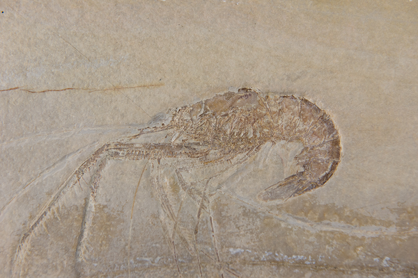 Palaeontology collection