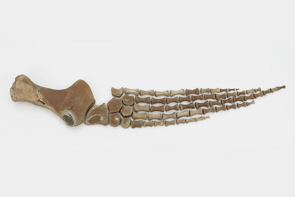 plesiosaur fossil