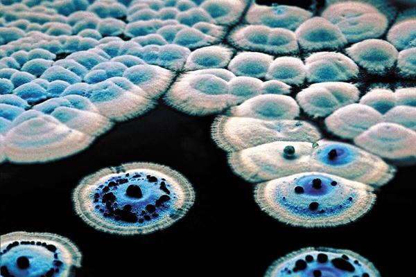 Bacterial world exhibition