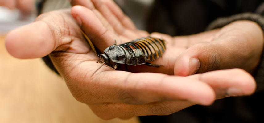 A visitor holding a coackroach at the Museum