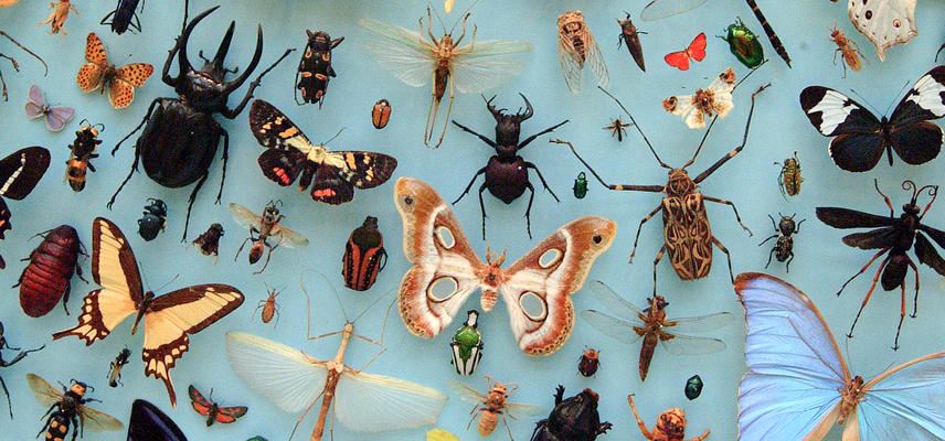 Insects collection, Oxford Museum of Natural History