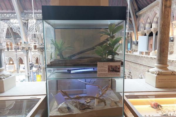 A case of live insects on the first floor of the museum