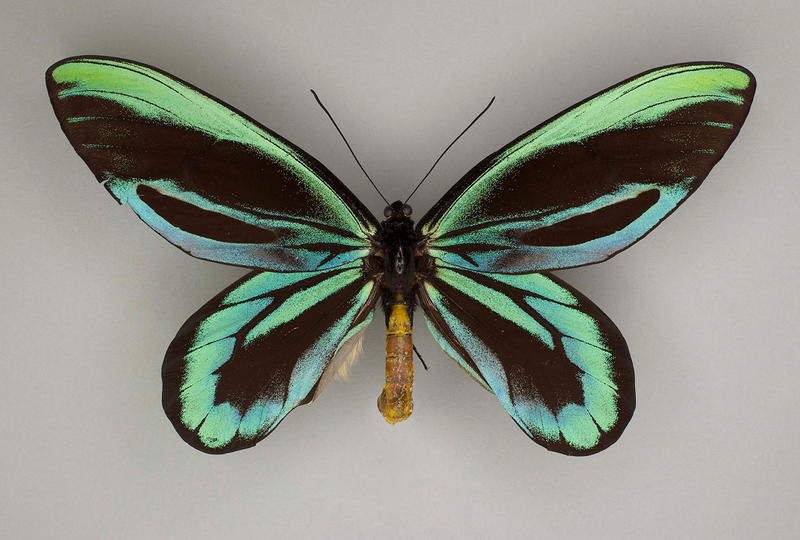 Queen Alexandra's Birdwing (Ornithoptera alexandrae)