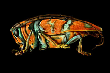 Jewel Longhorned Beetle by Levon Biss